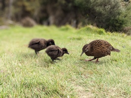 20221023 221042902 with two baby weka.PORTRAIT