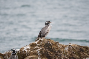 01239 spotted shag