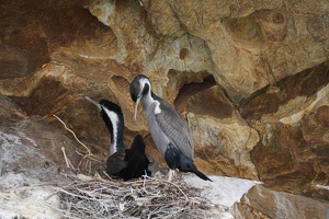 01246 nesting spotted shags