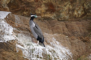 01247 spotted shag
