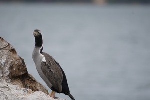 01273 spotted shag