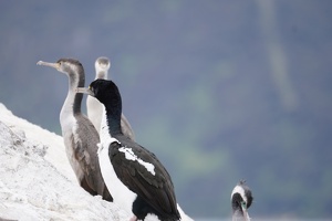 01274 king and spotted shags