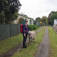 20221120 023522901 mp and miniature pony fren v1