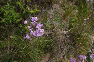 01680 pink ragwort dominant wind