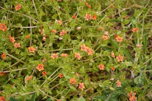 01711 scarlet pimpernel