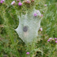 01719 cocoon nursery web spider v1