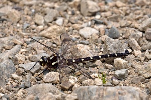 01726 caroves giant dragonfly v1