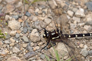 01749 caroves giant dragonfly detail v1