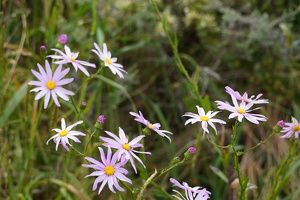 01753 pink ragwort