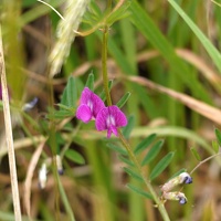 01756 common vetch  vicia sativa v1