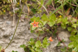 01761 more scarlet pimpernel v1-topaz-sharpen