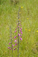 01767 foxglove v1