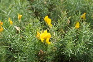 01774 gorse v1