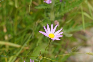 01776 pink ragwort