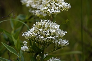 01782 valerian v1