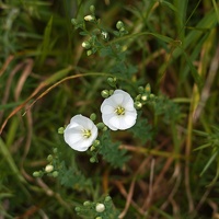 01793 nz linen flax  linum monogynum v1