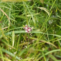 01798 common catchfly v1