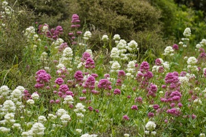 01820 field of spur valerian