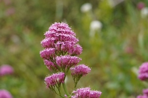 01822 spur valerian