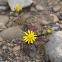 01855 shore groundsel v1