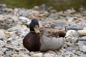01865 mallard v1