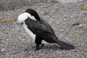 01884 pied shag grooming