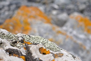 01894 lichen v1