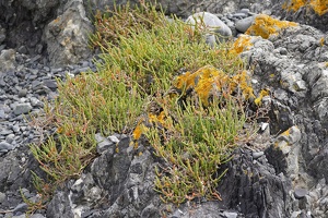 01896 beaded samphire v1