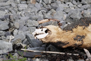 01898 seal skull