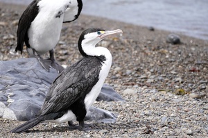 01912 little pied shag v1-topaz-sharpen