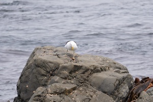 01921 black backed gull staring v1