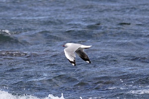 01929 red billed gull in flight v1-topaz-sharpen