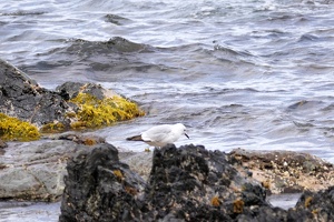 01935 black billed gull v1-topaz-sharpen