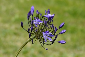01954 african lily v1-topaz-sharpen-upscale-2x