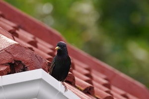 01955 starling v1