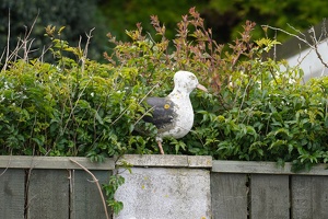 01957 gull sculpture