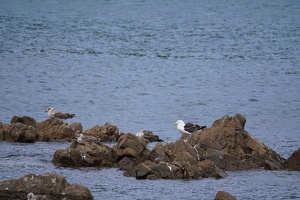 01962 black backed gulls including juveniles
