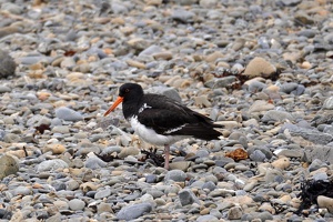 01978 oystercatcher v1