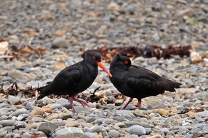 01992 two oystercatchers v1-topaz-sharpen