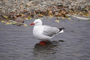 01997 red billed gull