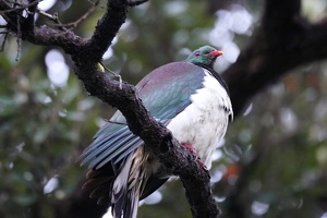 02039 kereru v1-topaz-denoise-sharpen