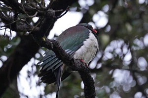 02044 kereru borb v1