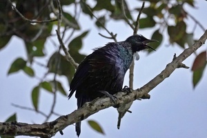 02048 screaming tui v1-topaz-denoise-lighting