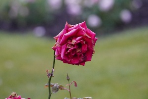 02063 rose