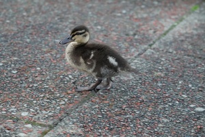 02067 duckling-topaz-denoise-sharpen