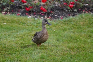 02068 duck