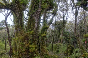 09006 mossy forest v1