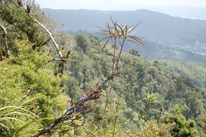 09021 flax and lancewood