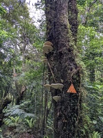 20221130 211102680 shelf fungi