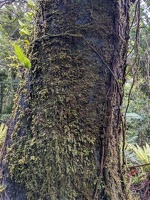 20221130 220436331 mossy tree